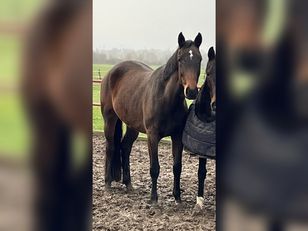 Rheinländer Giumenta 6 Anni 169 cm Baio in Eschweiler