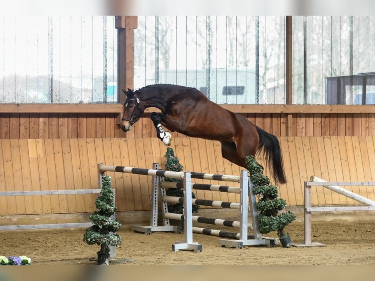 Rheinländer Giumenta 6 Anni 171 cm Baio in Alpen