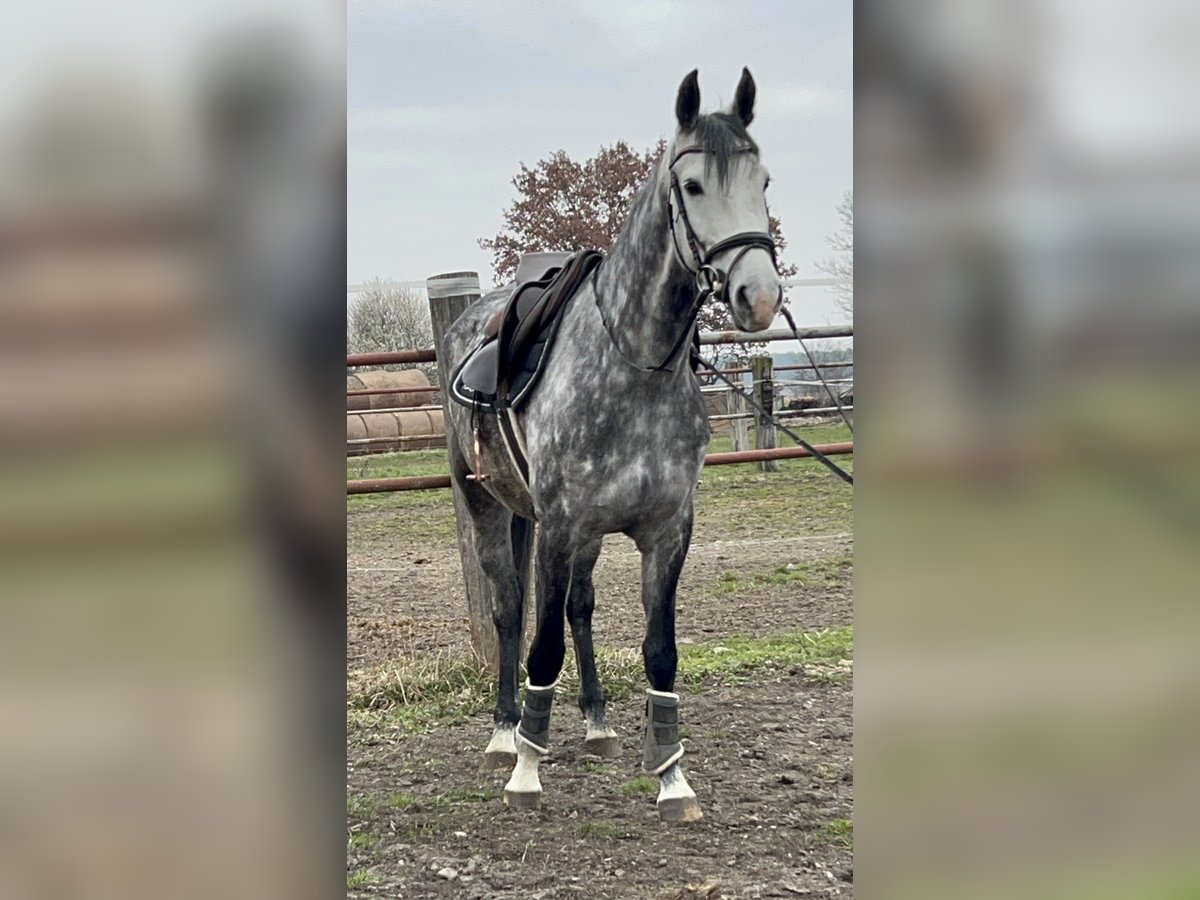 Rheinländer Giumenta 7 Anni 162 cm Grigio pezzato in Dedeleben