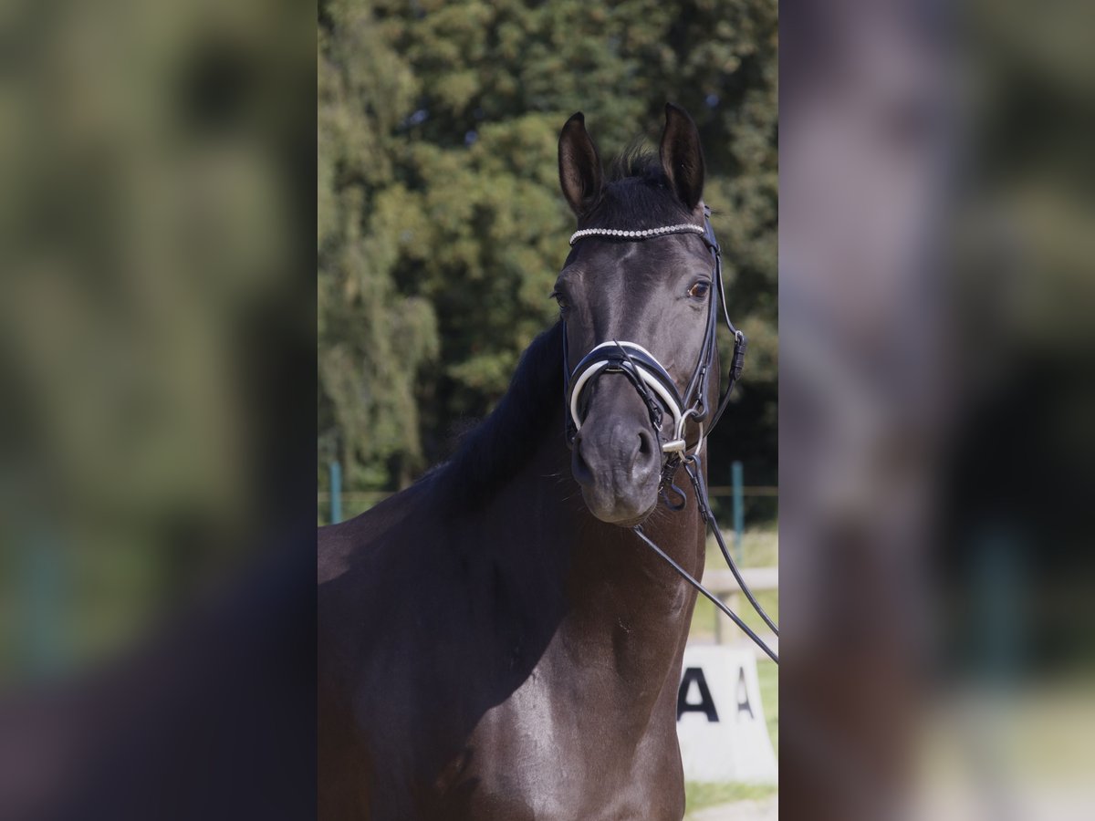 Rheinländer Giumenta 8 Anni 165 cm Morello in Kempen