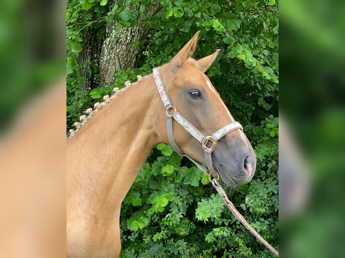 Rheinländer Giumenta 8 Anni 165 cm Palomino in Ihlienworth