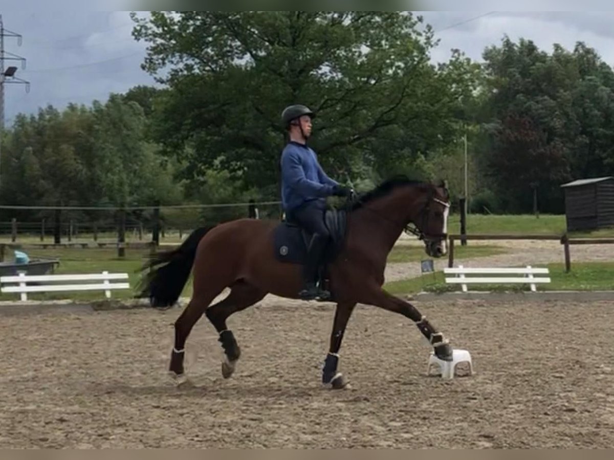 Rheinländer Giumenta 9 Anni 166 cm Baio in Nettetal