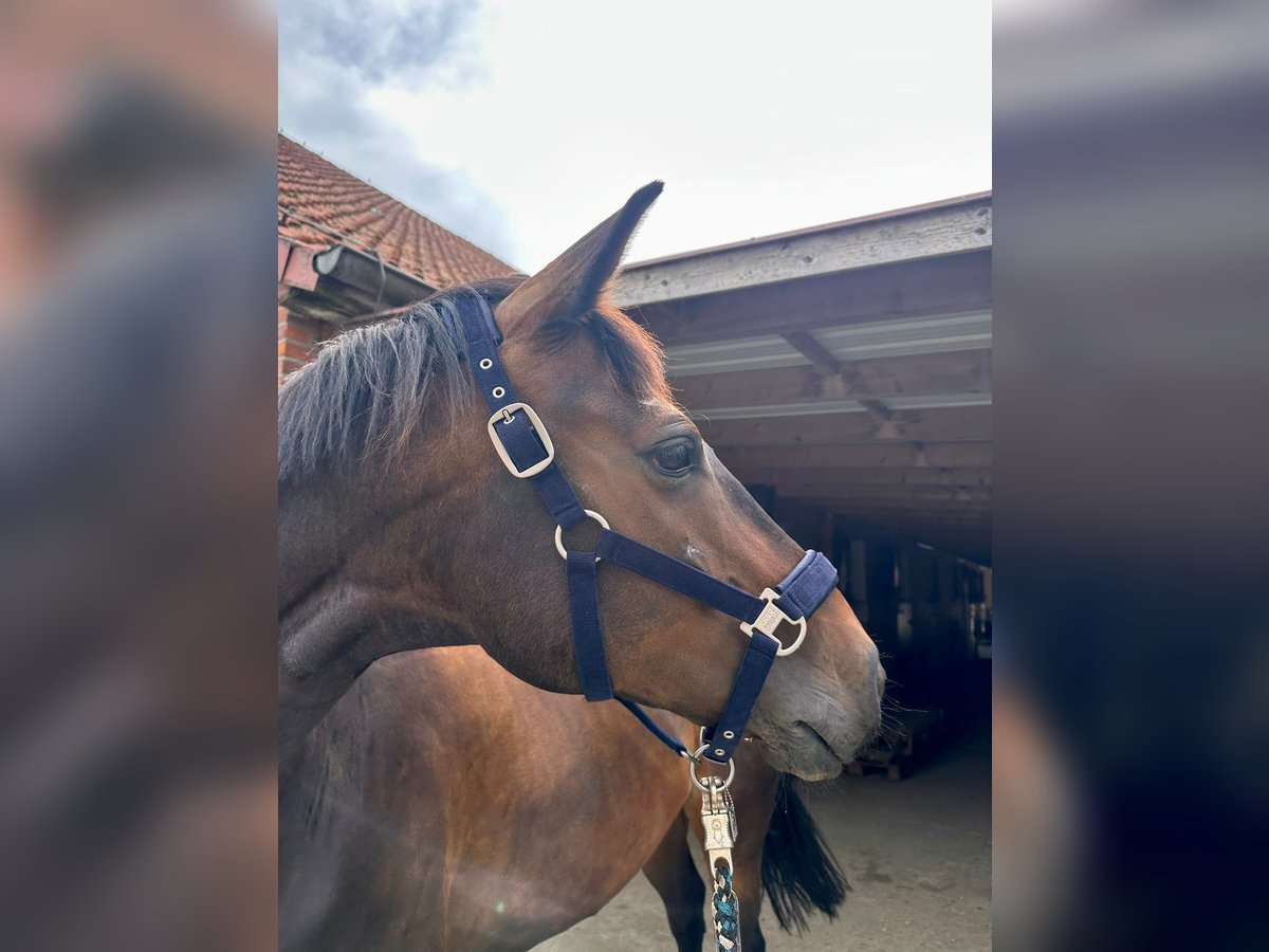 Rheinländer Giumenta 9 Anni 167 cm Baio scuro in Ganderkesee