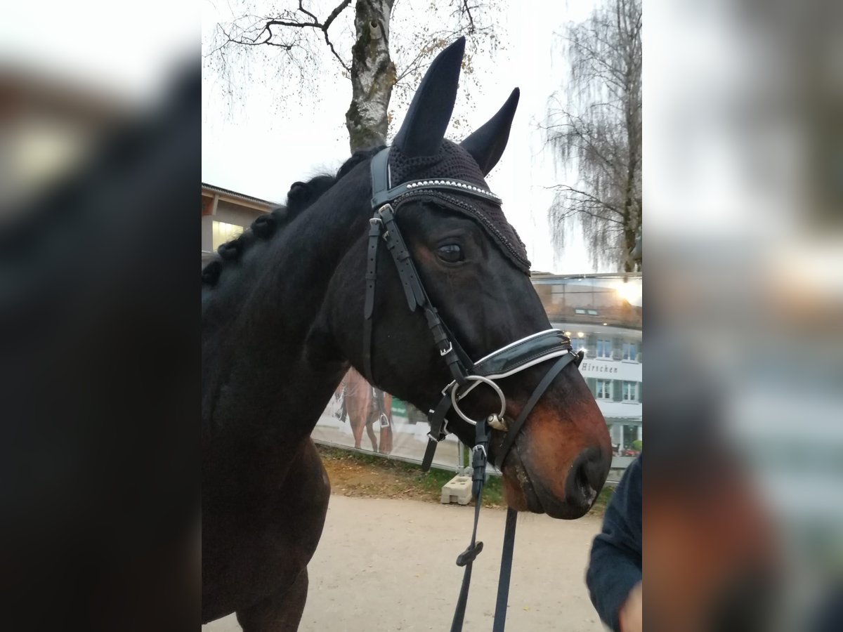 Rheinländer Giumenta 9 Anni 172 cm Baio nero in Dörflingen