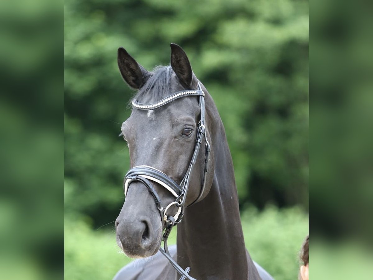 Rheinländer Giumenta 9 Anni 172 cm Morello in Dresden Gompitz