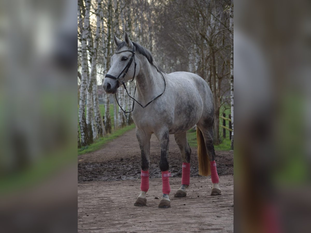 Rheinländer Giumenta 9 Anni Grigio trotinato in Lauenau Lauenau