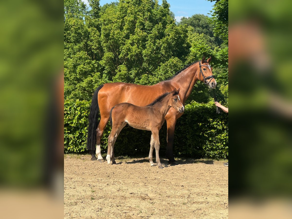 Rheinländer Giumenta Puledri (03/2025) 170 cm Baio in Heinsberg