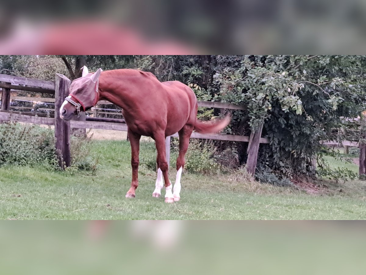 Rheinländer Hengst 24 Jahre 173 cm Fuchs in Bonn