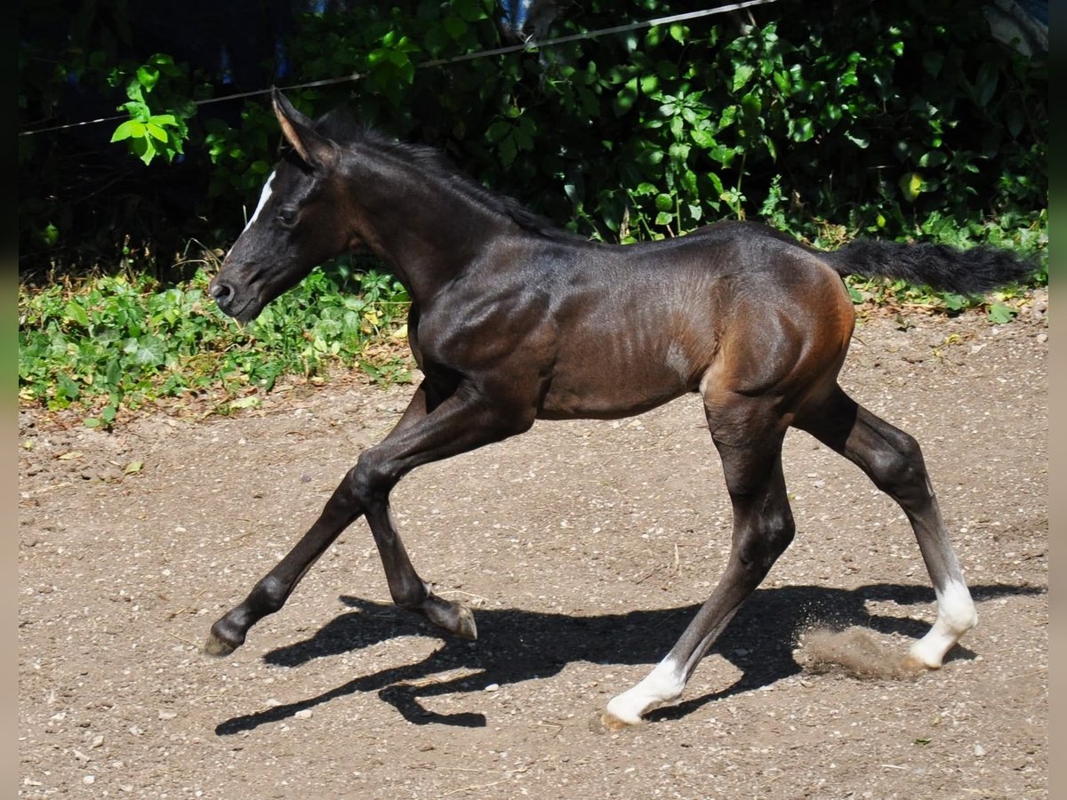 Rheinländer Hengst  165 cm Brauner in Kozina