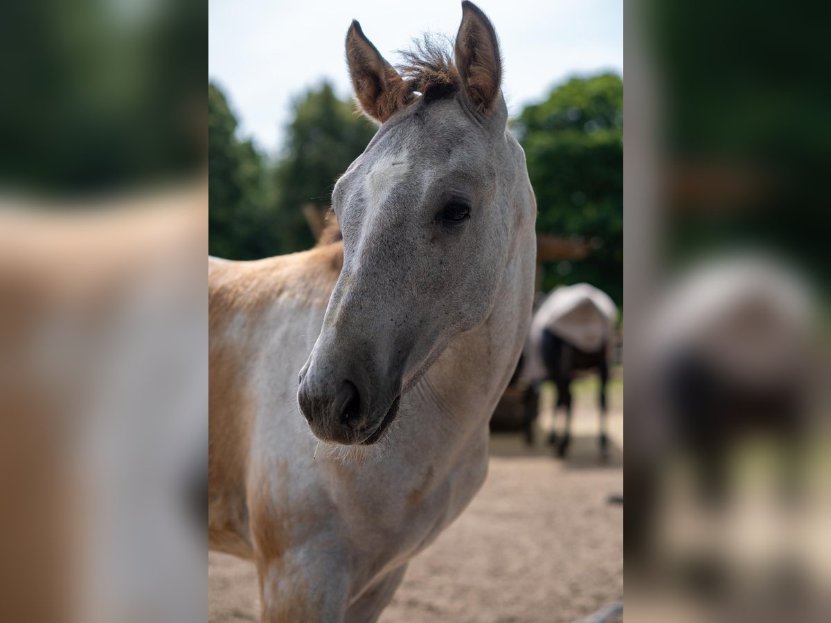 Rheinländer Hengst  170 cm Schimmel in Essen