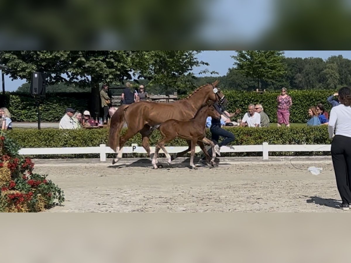 Rheinländer Hengst  Brauner in Viersen