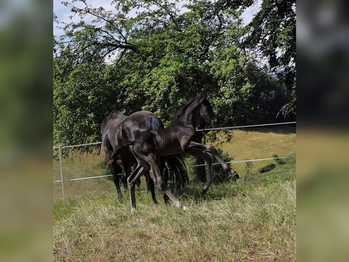 Rheinländer Stallone 2 Anni 168 cm Morello in Seeheim-Jugenheim