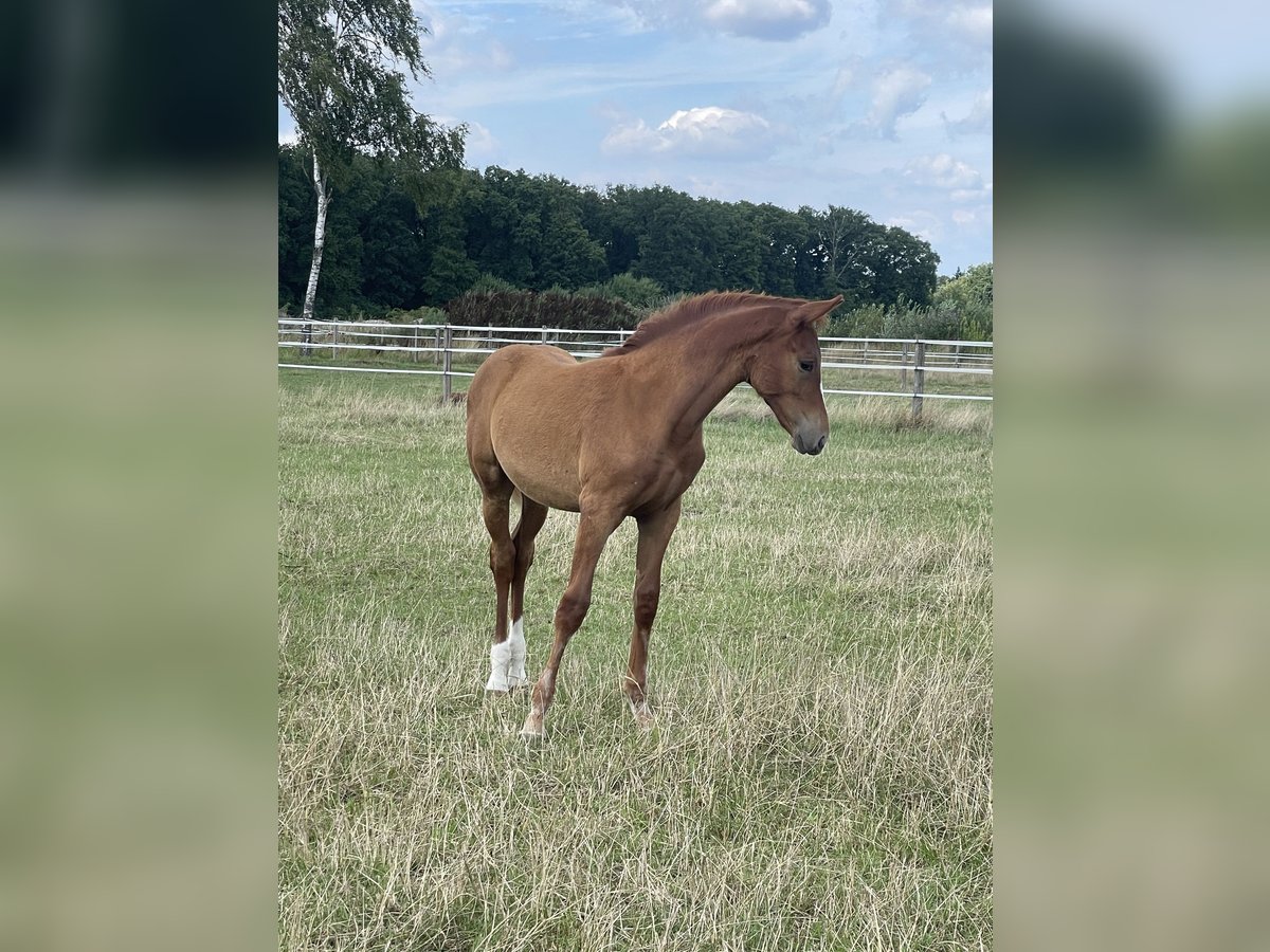 Rheinländer Stallone Puledri (04/2025) 140 cm Sauro in Wegberg