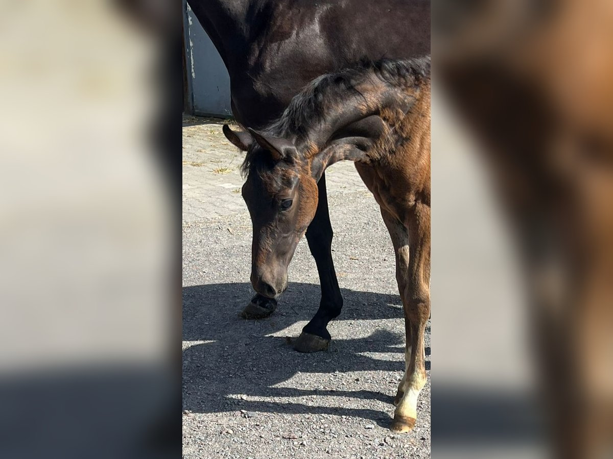 Rheinländer Stallone Puledri (04/2024) 172 cm Baio in Dortmund