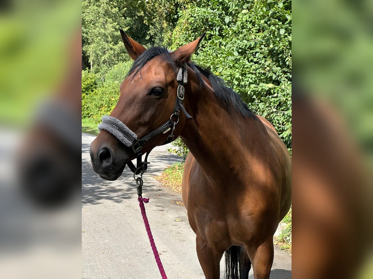 Rheinländer Stute 10 Jahre 161 cm Brauner in Erkrath