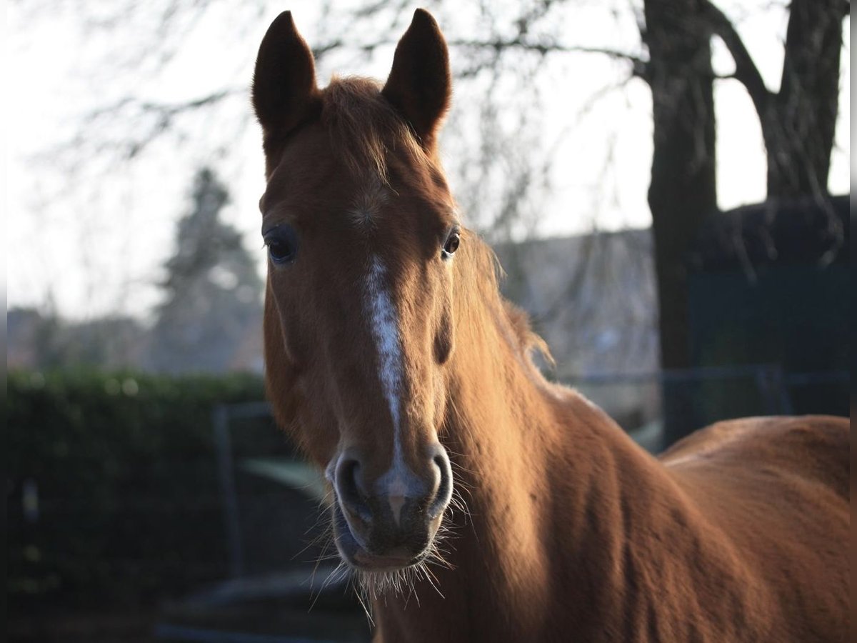 Rheinländer Stute 11 Jahre 161 cm Fuchs in Deinste