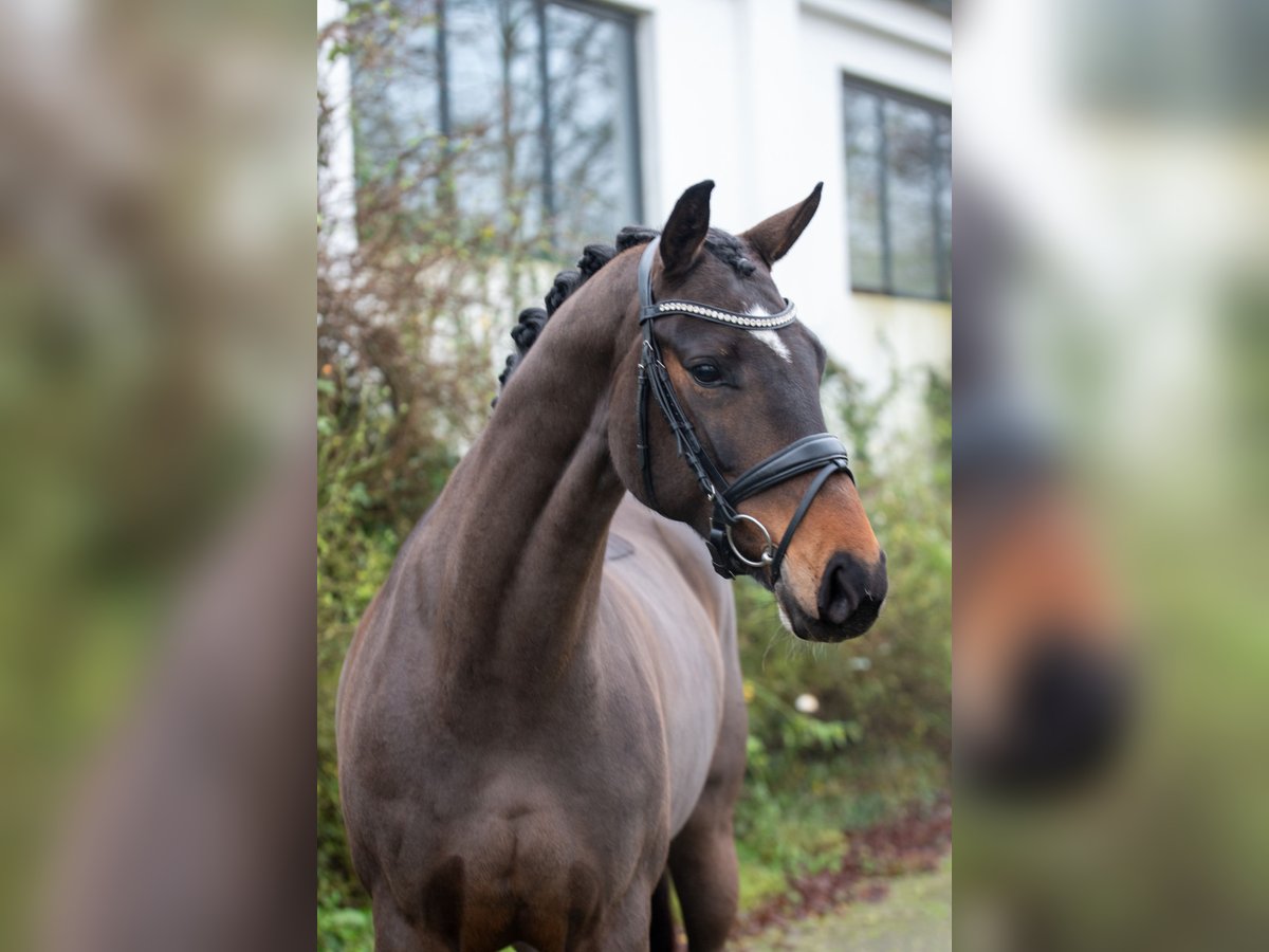 Rheinländer Stute 11 Jahre 168 cm in Ennepetal