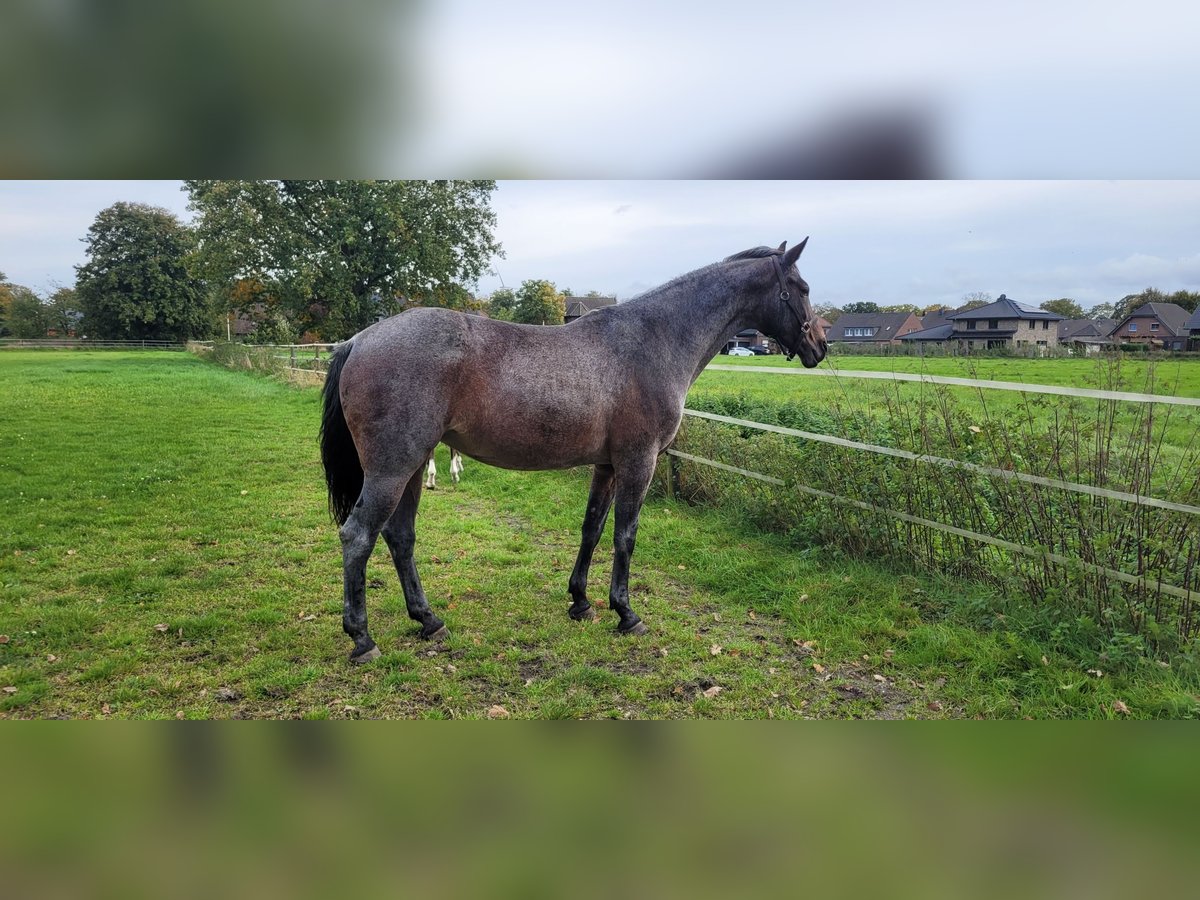 Rheinländer Stute 12 Jahre 169 cm Roan-Blue in Issum