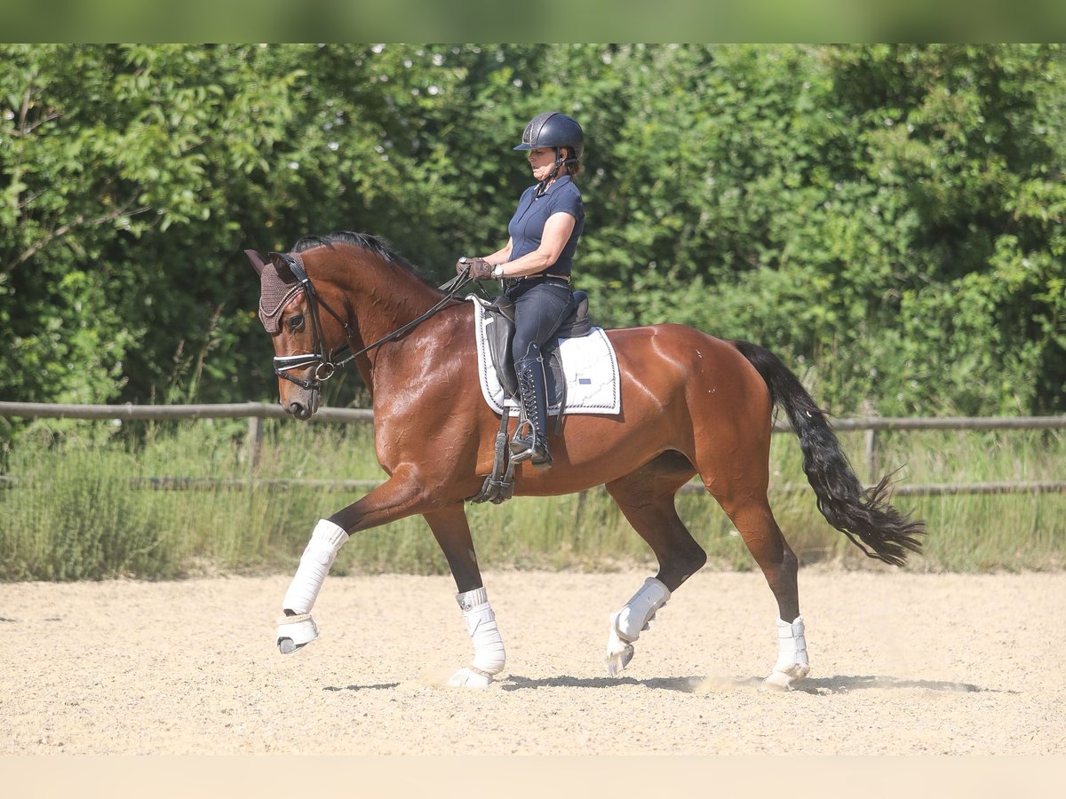 Rheinländer Stute 12 Jahre 172 cm Brauner in EssenEssen