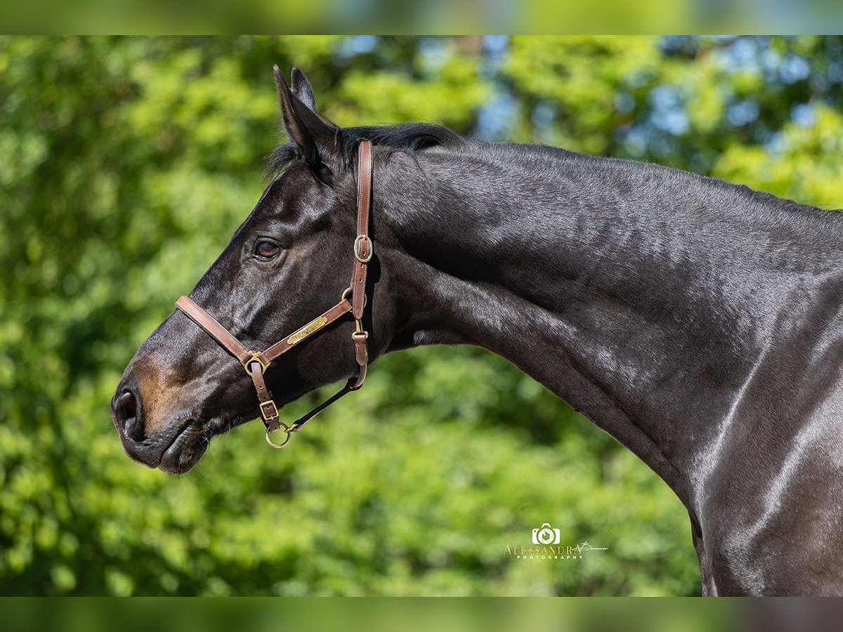 Rheinländer Stute 13 Jahre 165 cm Schwarzbrauner in Taufkirchen