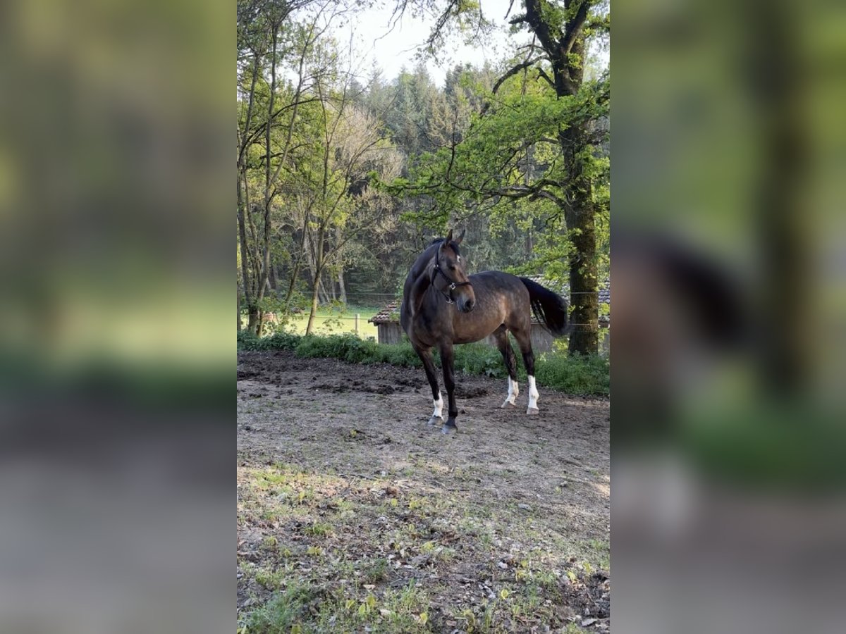 Rheinländer Stute 13 Jahre 170 cm in Kirchdorf an der Amper