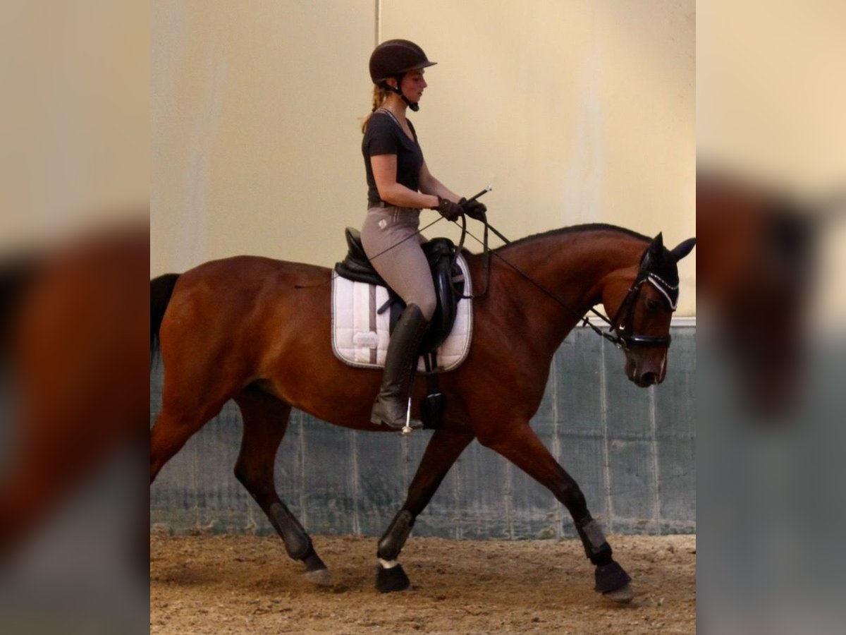 Rheinländer Stute 14 Jahre 163 cm Brauner in Erftstadt