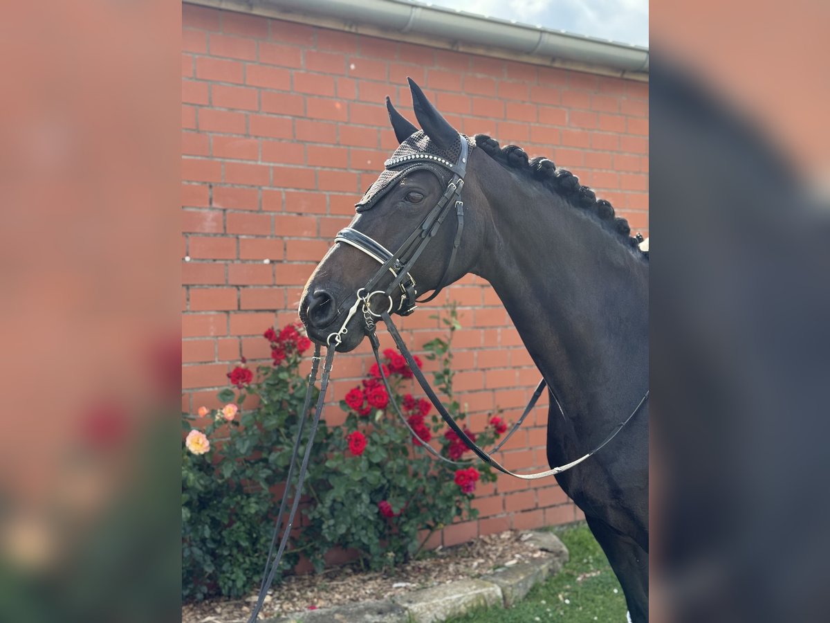 Rheinländer Stute 14 Jahre 166 cm Schwarzbrauner in Rodenberg