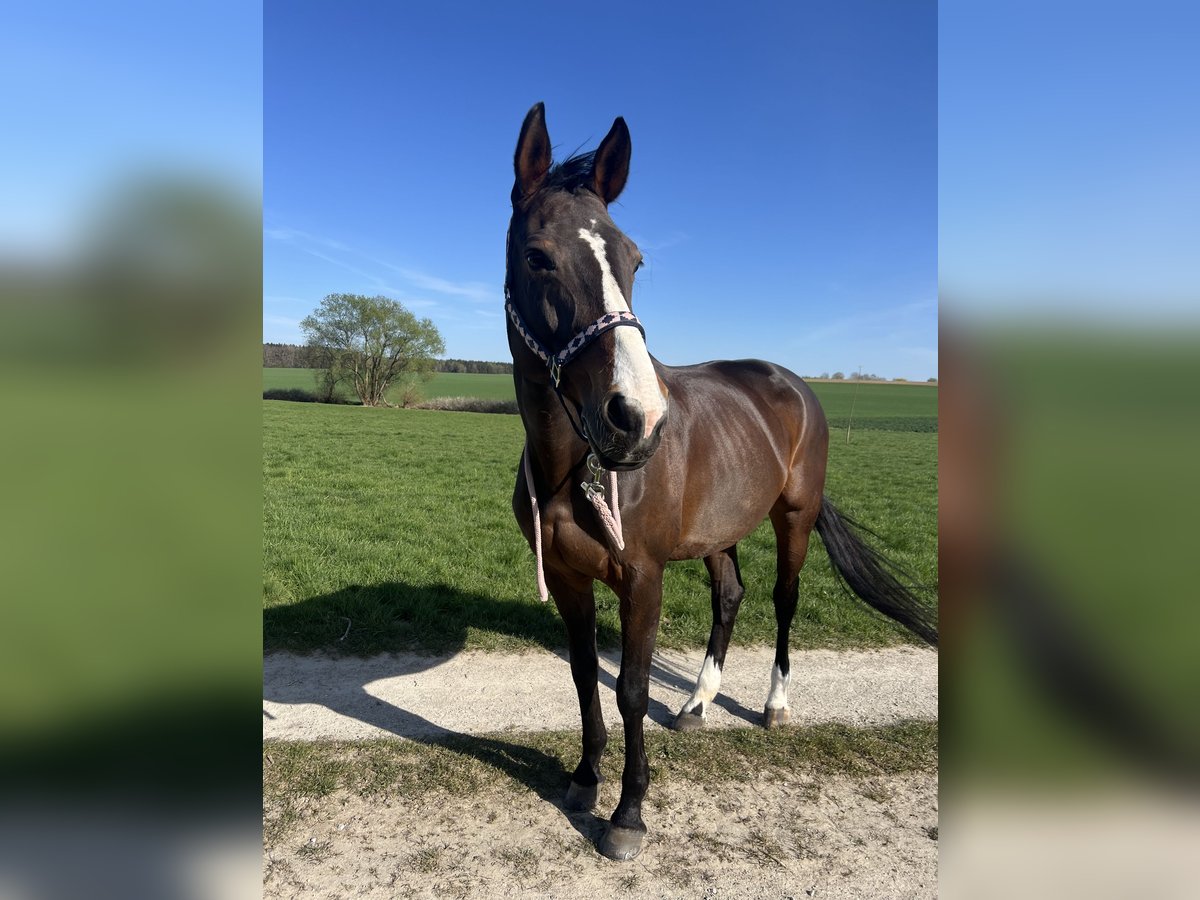 Rheinländer Stute 14 Jahre 170 cm Brauner in Ottenhofen