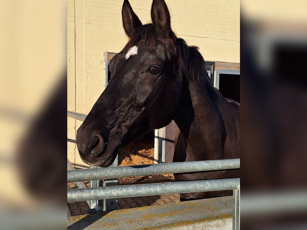 Rheinländer Stute 15 Jahre 165 cm Rappe in Disternich