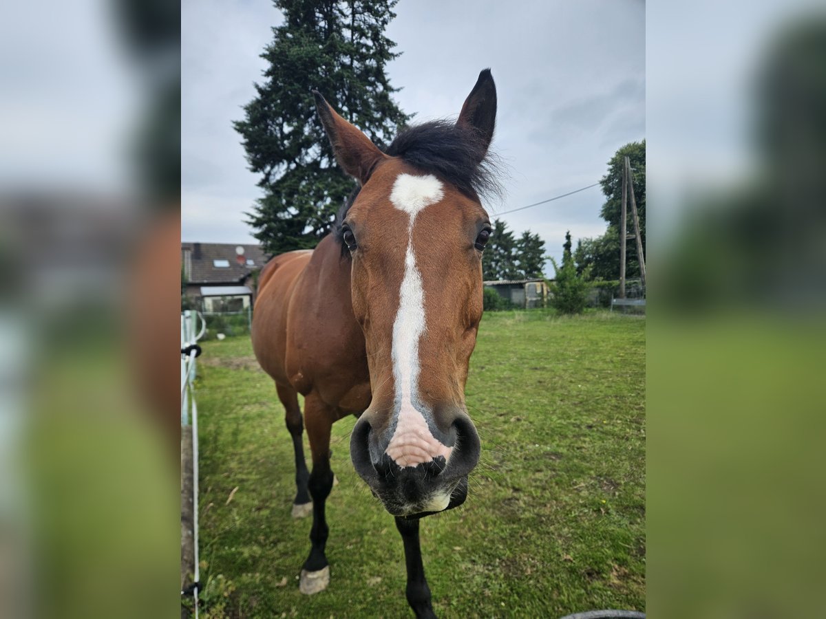 Rheinländer Stute 16 Jahre 165 cm Fuchs in Kerken