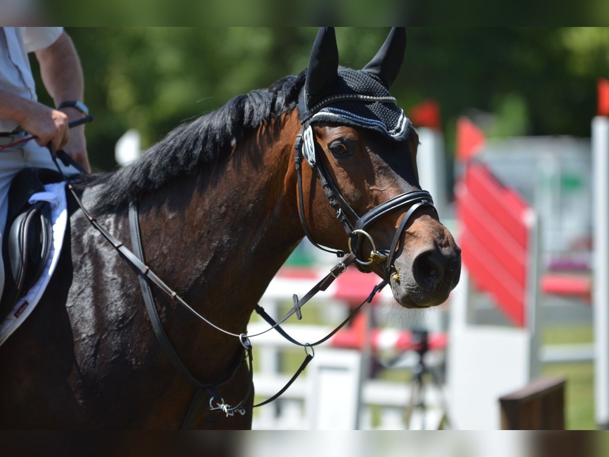 Rheinländer Stute 16 Jahre 167 cm Brauner in Bamberg
