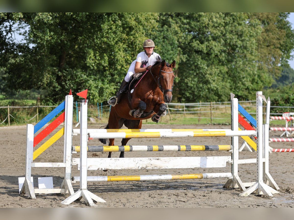 Rheinländer Stute 17 Jahre 168 cm Brauner in Kisdorf