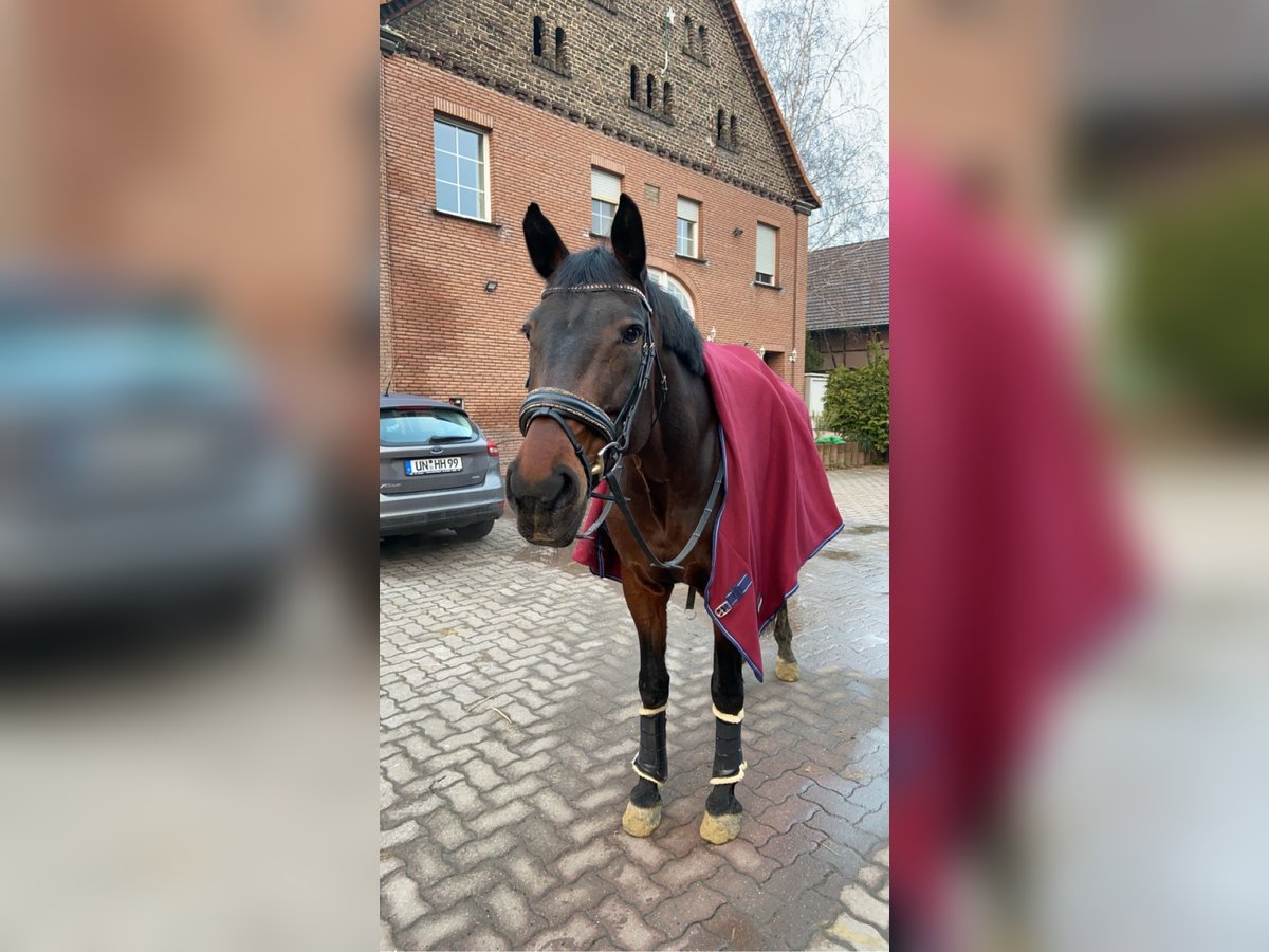 Rheinländer Stute 19 Jahre 170 cm Dunkelbrauner in Hamm