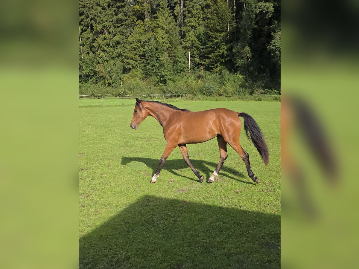 Rheinländer Stute 1 Jahr 158 cm Brauner in Memmingen