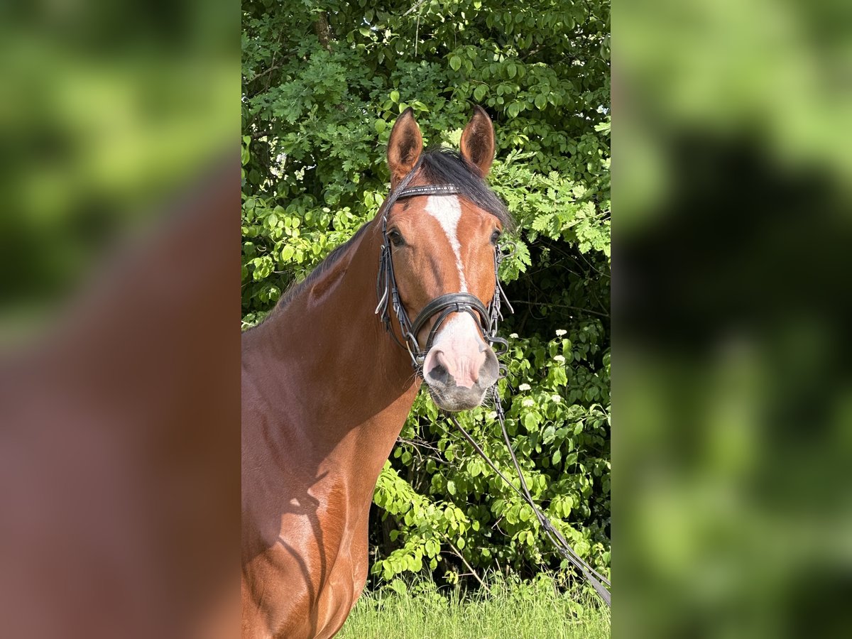 Rheinländer Stute 4 Jahre 162 cm Brauner in J&#xFC;chen