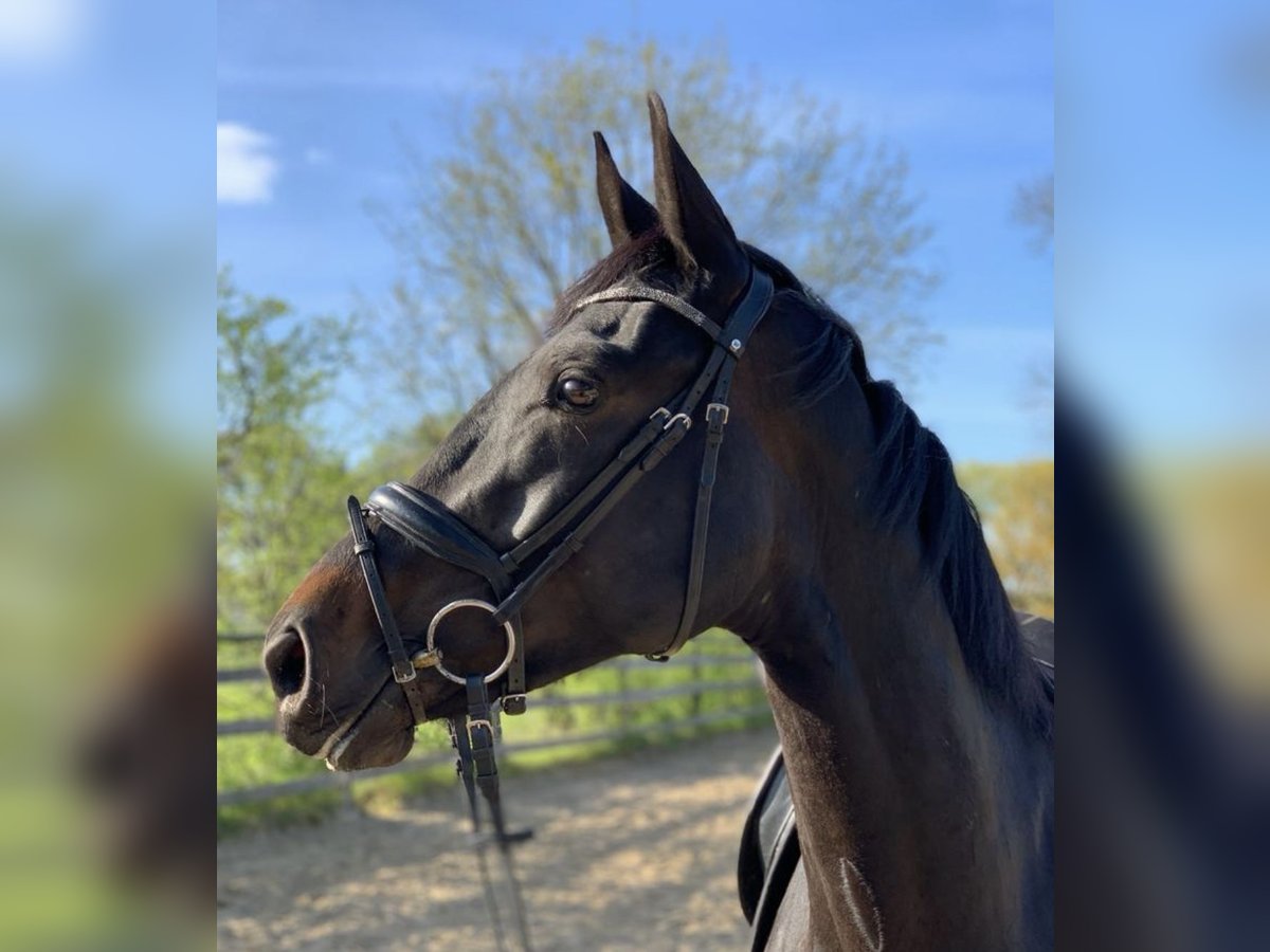 Rheinländer Stute 4 Jahre 165 cm Schwarzbrauner in Clenze