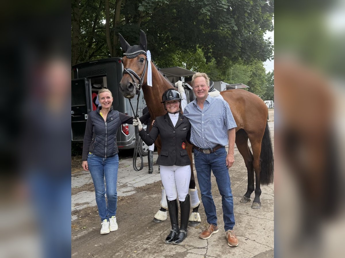 Rheinländer Stute 4 Jahre 170 cm Brauner in Solingen