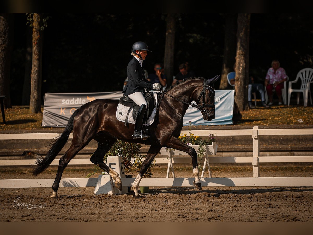 Rheinländer Stute 4 Jahre 172 cm Schwarzbrauner in VlothoVltoh