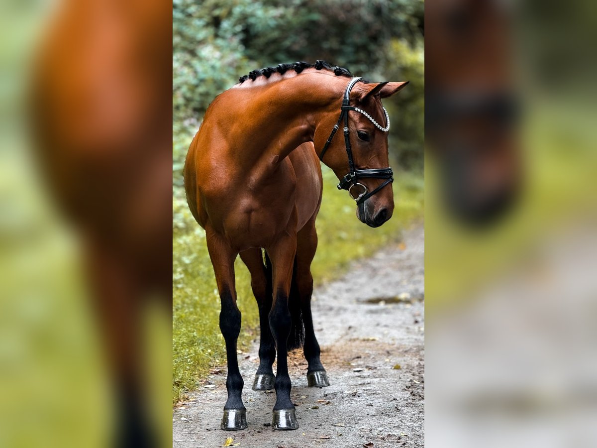 Rheinländer Stute 5 Jahre 160 cm Brauner in Bergisch Gladbach
