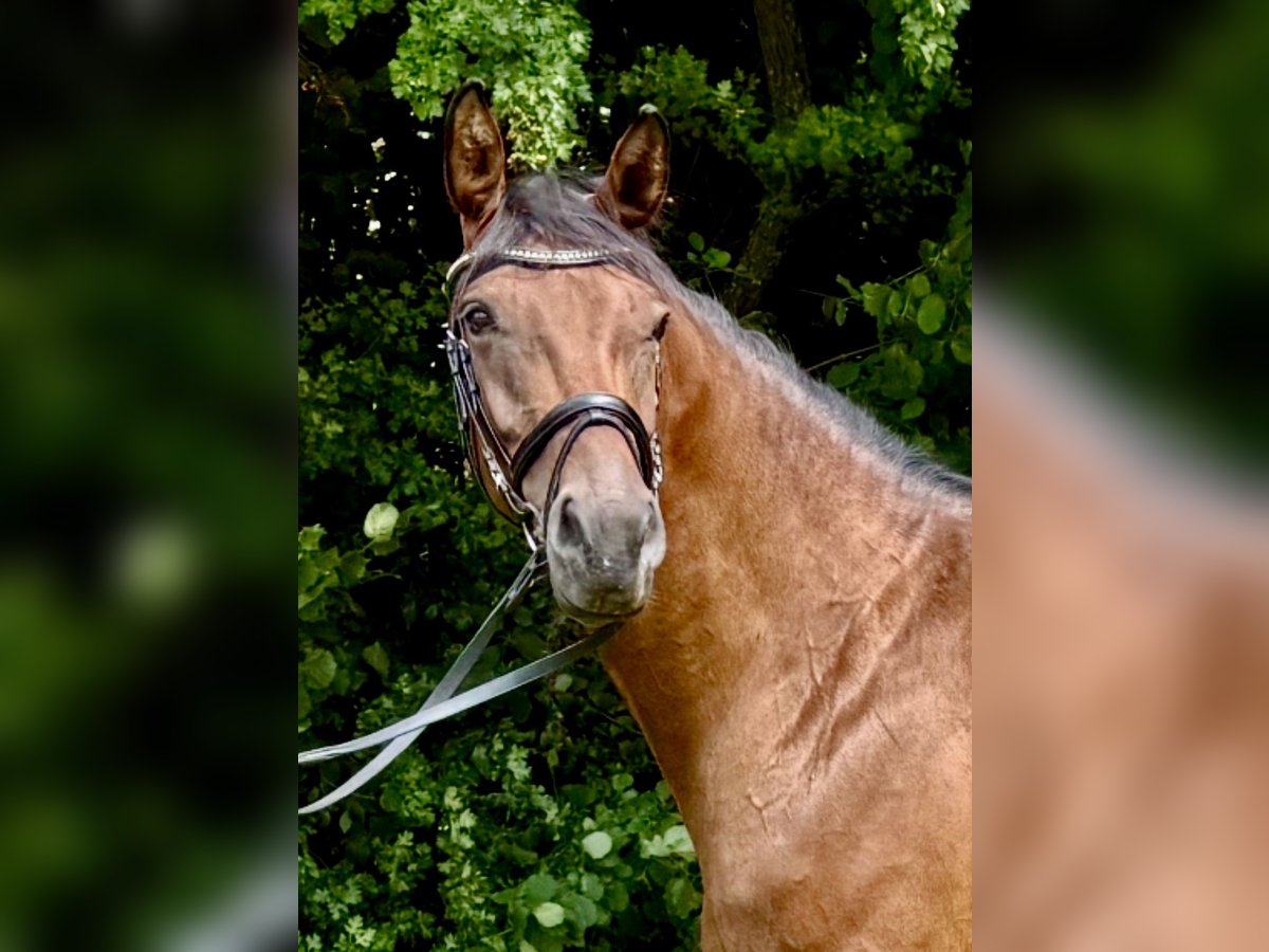 Rheinländer Stute 5 Jahre 165 cm Brauner in Lohmar