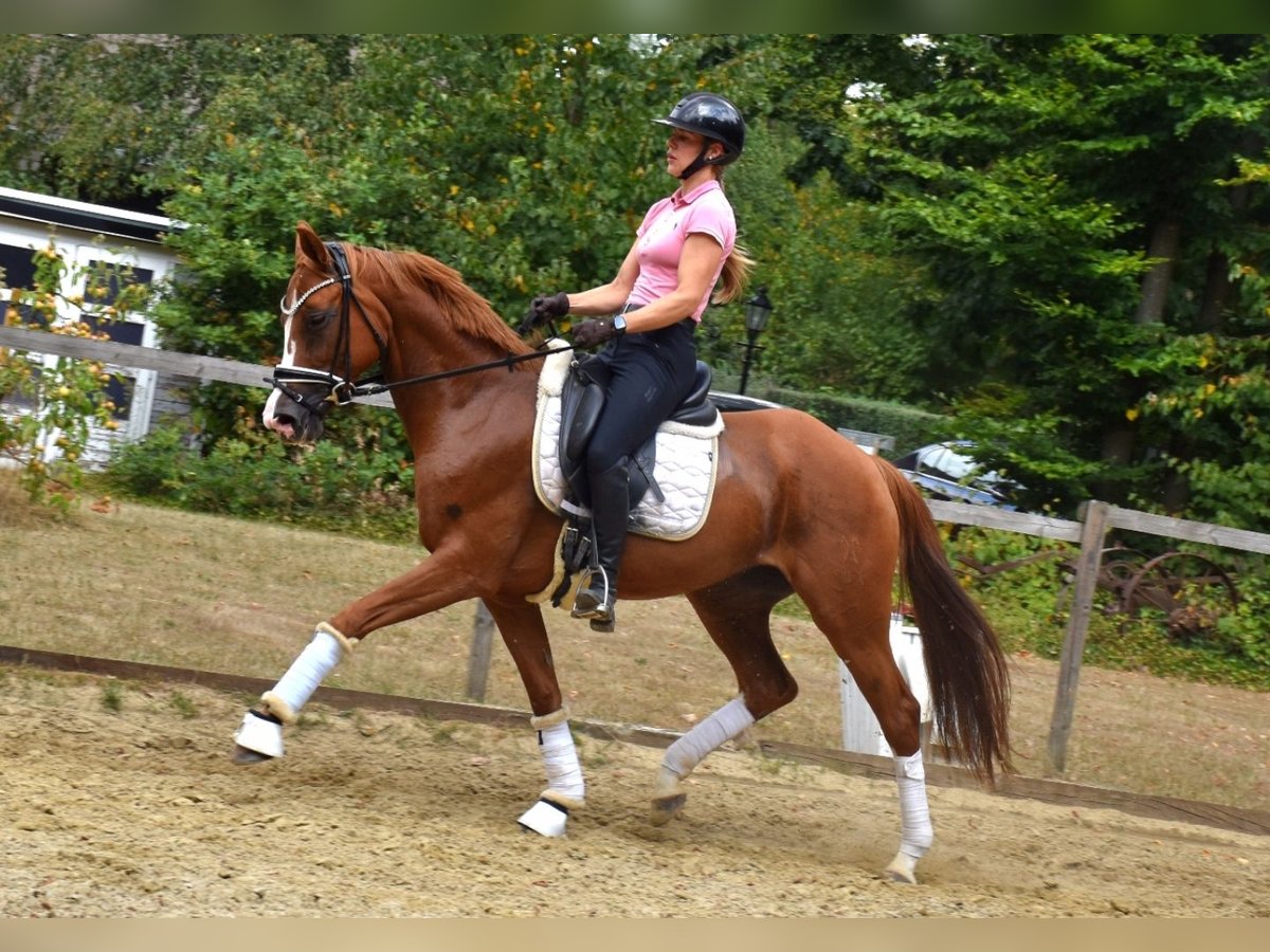 Rheinländer Stute 7 Jahre 163 cm Fuchs in Neuss