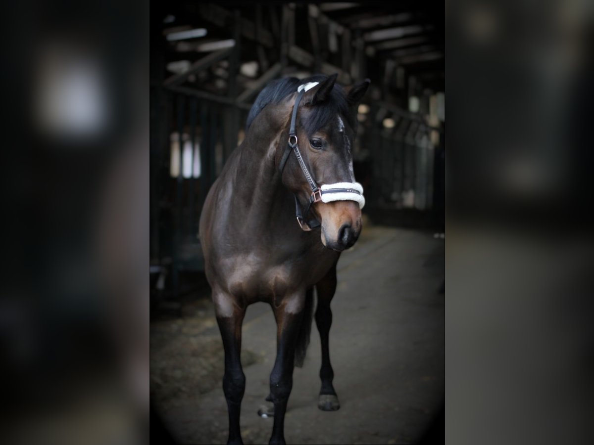 Rheinländer Stute 8 Jahre 167 cm Brauner in Gevelsberg