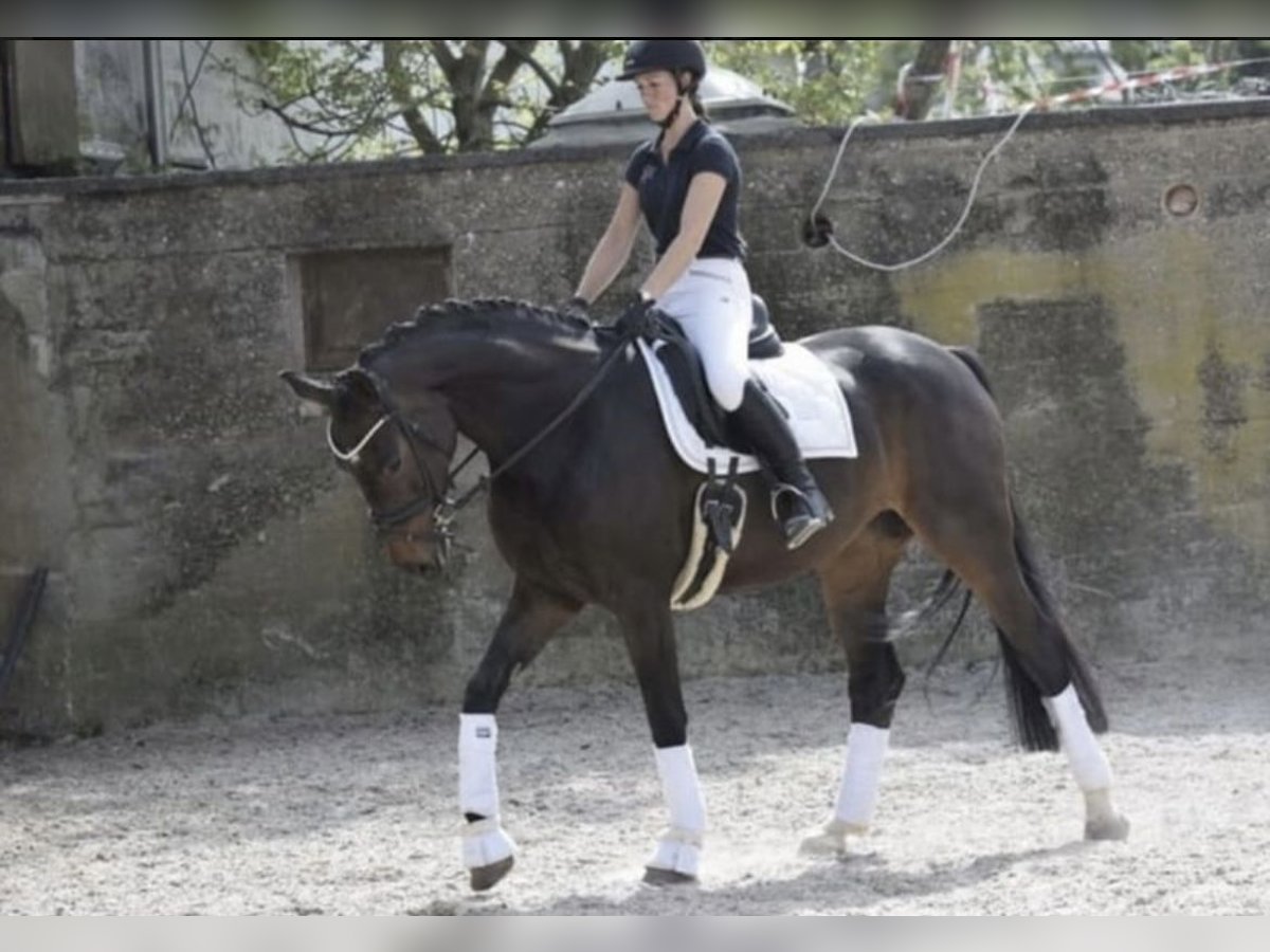 Rheinländer Stute 8 Jahre 168 cm Dunkelbrauner in WindhagenWindhagen