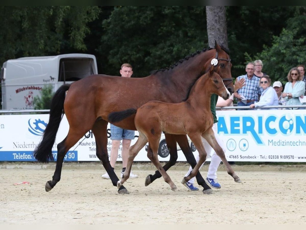 Rheinländer Stute Fohlen (05/2025) 168 cm Brauner in Rees