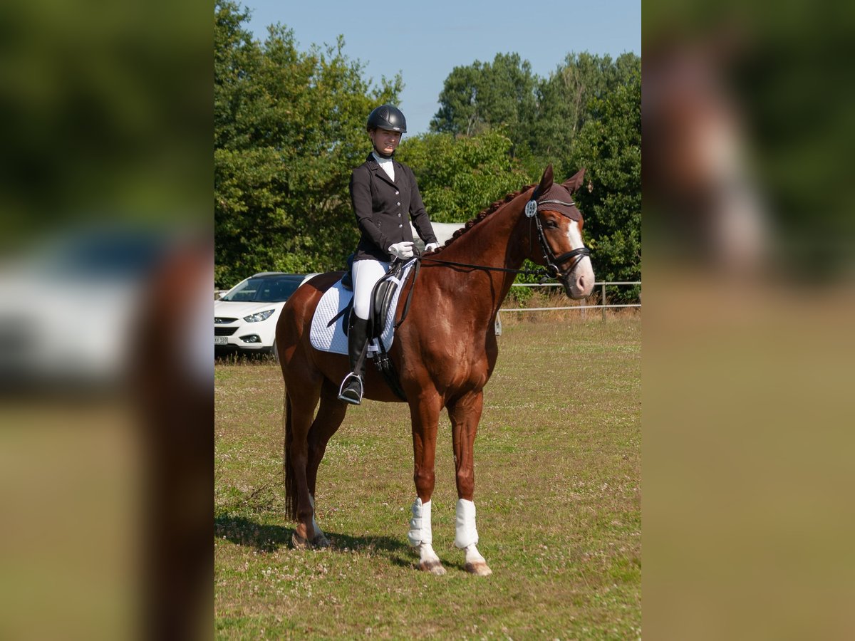 Rheinländer Wallach 10 Jahre 169 cm Fuchs in Uelsen