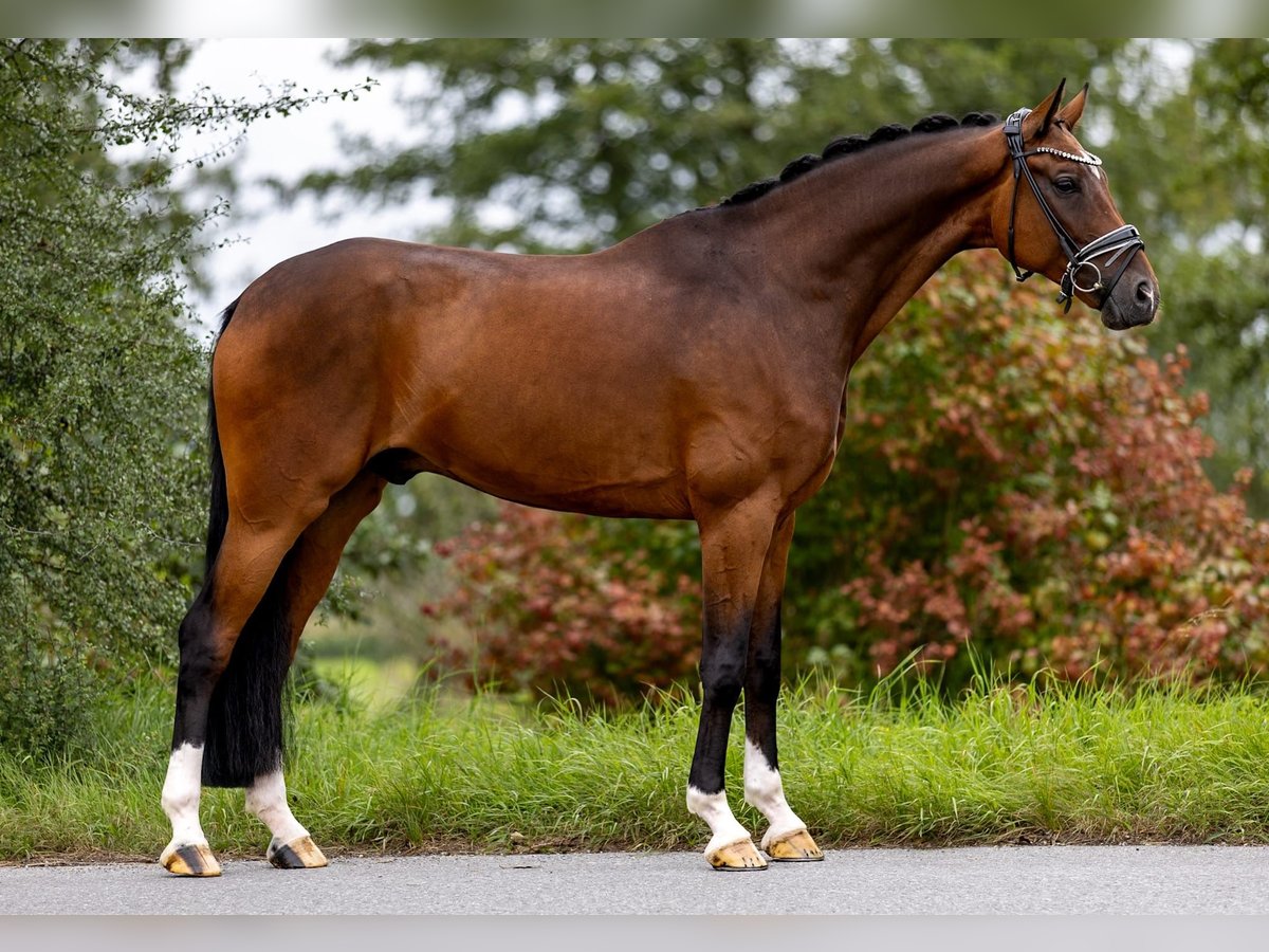 Rheinländer Wallach 10 Jahre 172 cm Brauner in Rosenheim