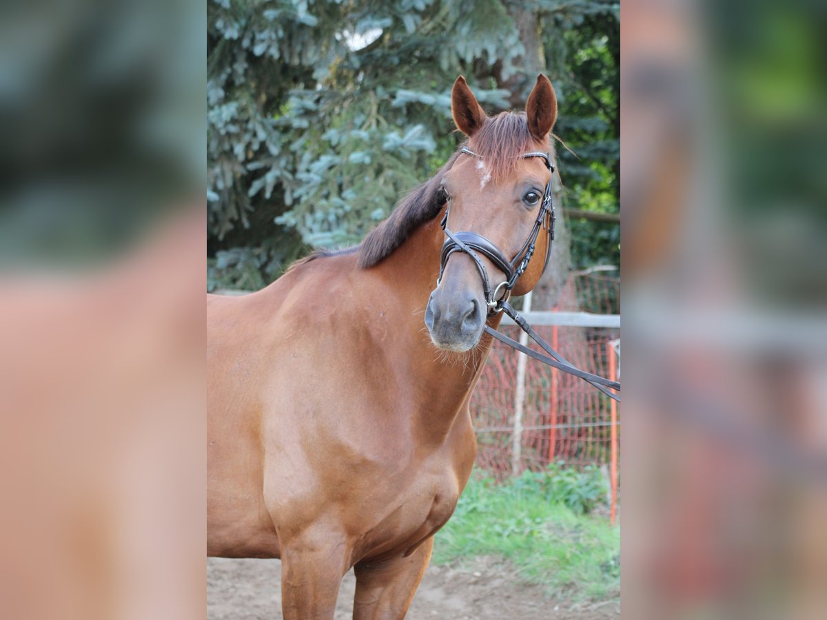 Rheinländer Wallach 10 Jahre 172 cm Fuchs in Hartenstein