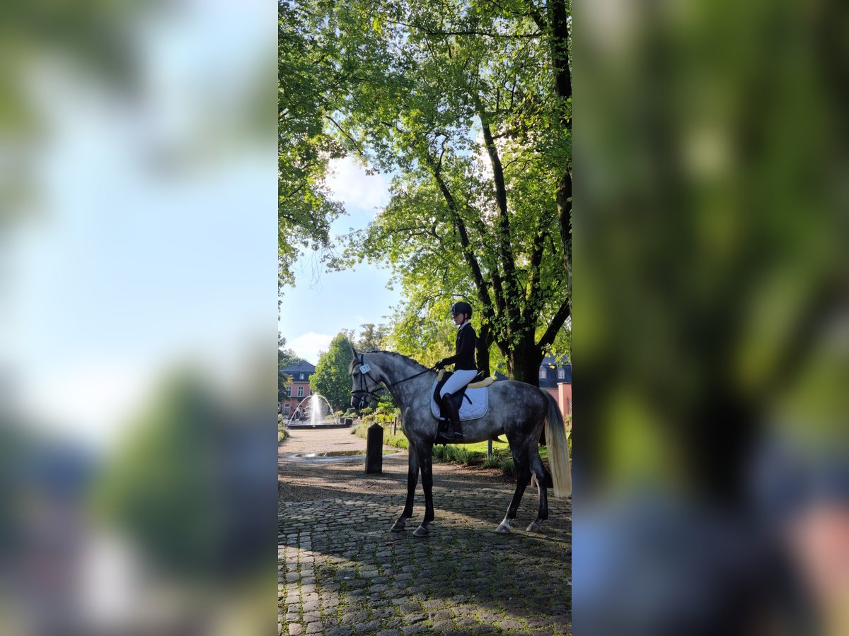 Rheinländer Wallach 11 Jahre 170 cm Apfelschimmel in Wassenberg