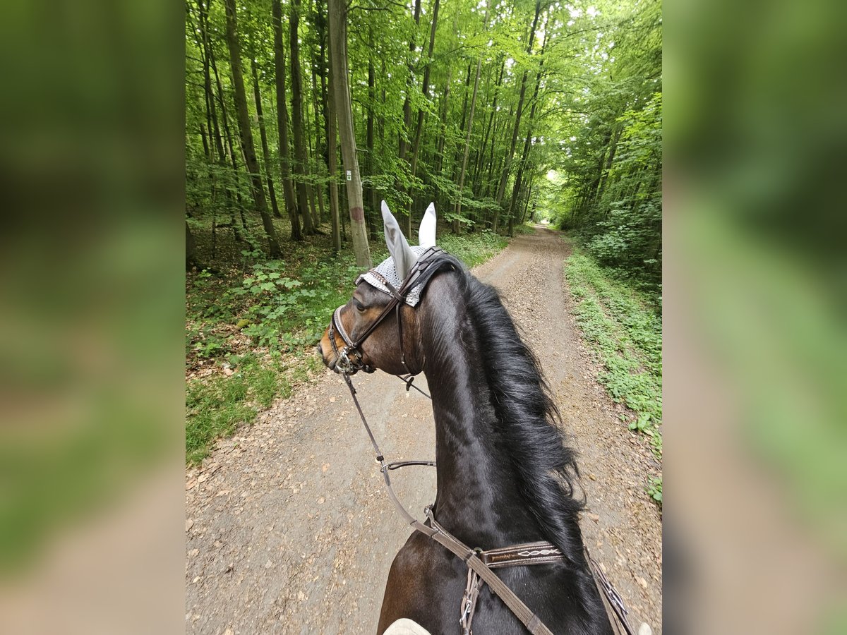 Rheinländer Wallach 11 Jahre 170 cm Brauner in Pulheim