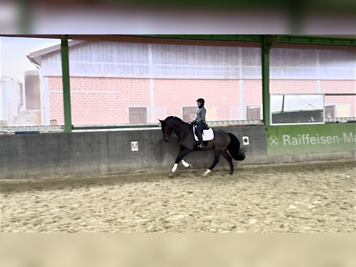 Rheinländer Wallach 11 Jahre 172 cm Brauner in Nettetal